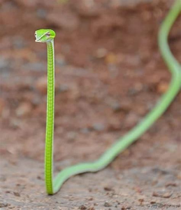 Vine Snake